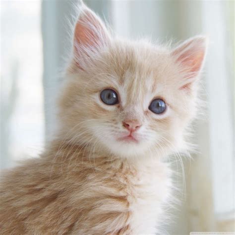 Purrsday Poetry The Cat Whisperer Case Of The Oh So Cute Kitten