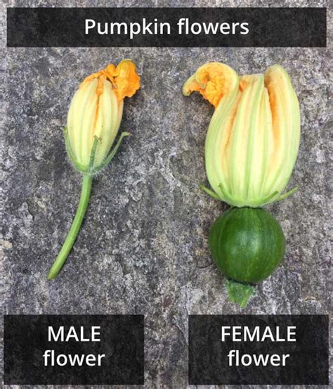 Male and female flower parts. DIY: How to Process and Eat Your Incredible Edible Pumpkin