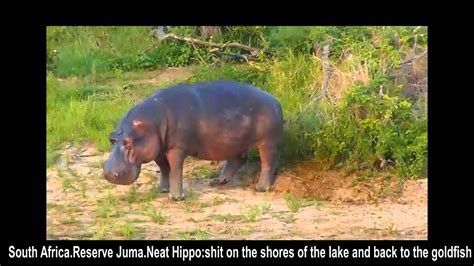 Wildlife Бегемот метит территорию ароматным навозом Hippo Marks