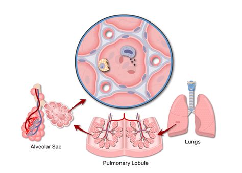 Lung Alveolus Structure Lung Alveoli Anatomy Getbodysmart