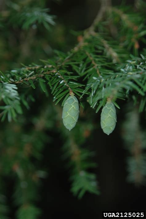 Eastern Hemlock Tsuga Canadensis Pinales Pinaceae