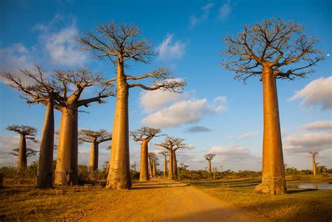 Footprints Of African Baobab Trees In India | ixigo Travel Stories