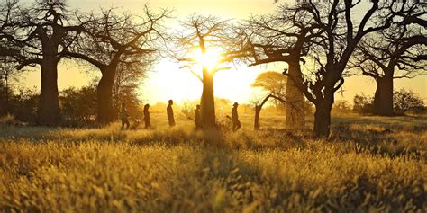 ruaha national park safaris tanzania holidays yellow zebra safaris