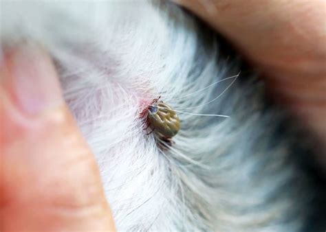 How To Remove A Tick 26 Questions Answered Head Removal Dogs