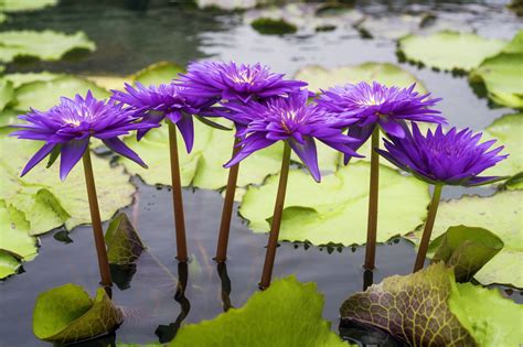 Flower Plants That Grow In Water Garden Design