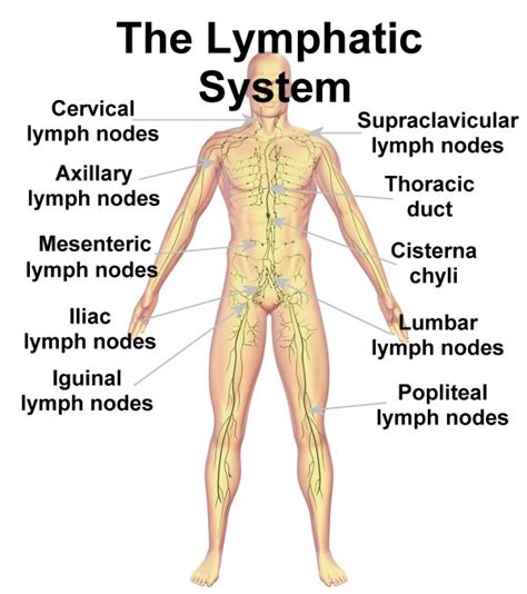 Hence it is the small intestine which lies beneath it and not the stomach (at well i'm hoping you don't have external organs located behind your navel, 'cos if you do you're in trouble. lymphatic-drainage - Orleans Core Elements