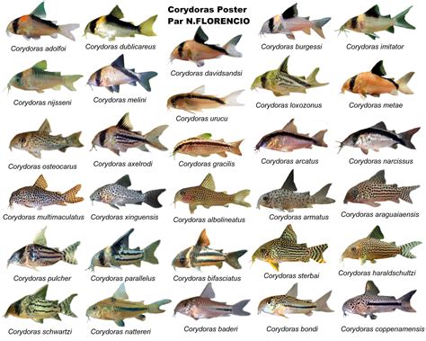 The Best Aquarium Fish Pictures And Names Pdf Ideas