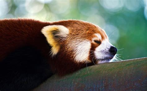 4545928 Animals Nature Red Panda Red Rare Gallery Hd Wallpapers