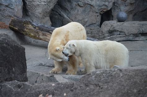 Things Are Heating Up In Cincinnati Zoos Polar Bear Exhibit