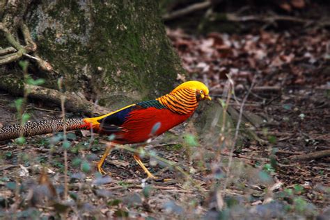 Golden Pheasant Bird Colorful Gold 10  Wallpapers Hd