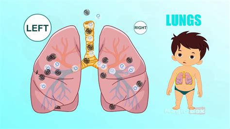 Body parts pictures for classroom and therapy. Lungs - Human Body Parts In Tamil - Pre School - Animated ...