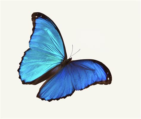 Bright Blue Butterfly Flying Against A By Stanley45