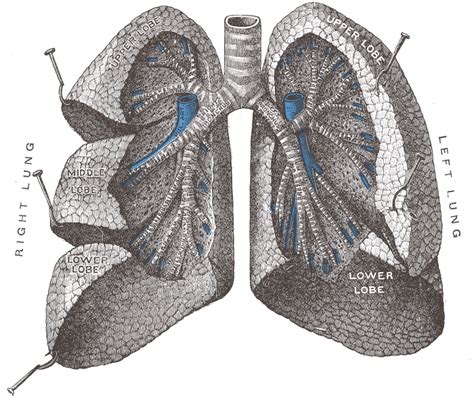 Lung Wikidoc