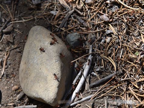 Mamma Quail Hiking California September 2020