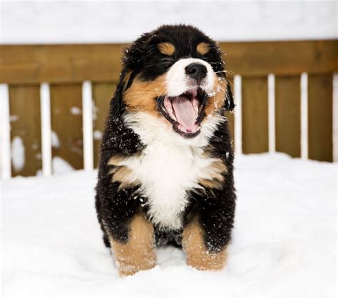 10 Of The Best Cold Weather Dog Breeds Cottage Life