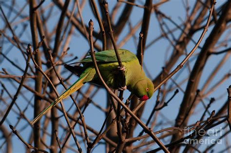 Happy Parakeet Photograph By Fwh Photography Fine Art America