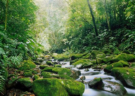 Le Foreste Tropicali Nel Mondo Costa Rica Monteverde Bosque