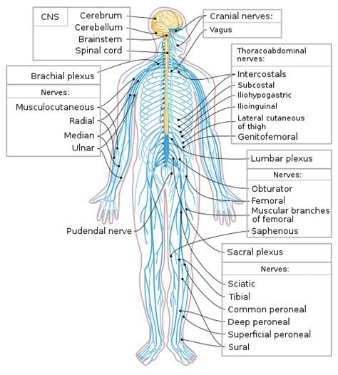 Nervous System The Language Of Medical Terminology