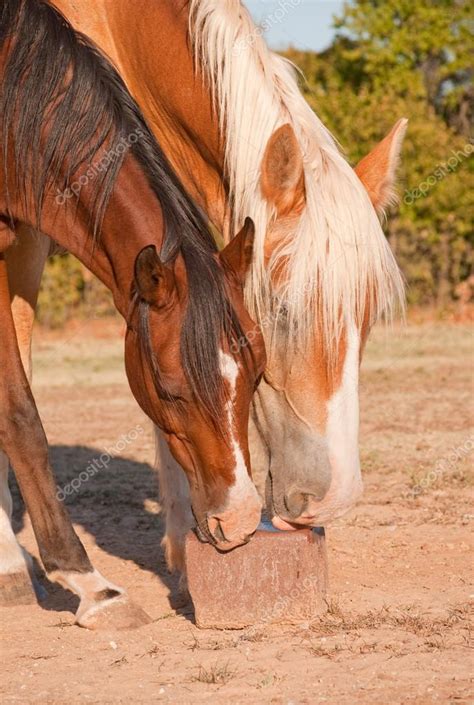 Two Horses Licking On A Salt Block — Stock Photo © Okiepony 71271955