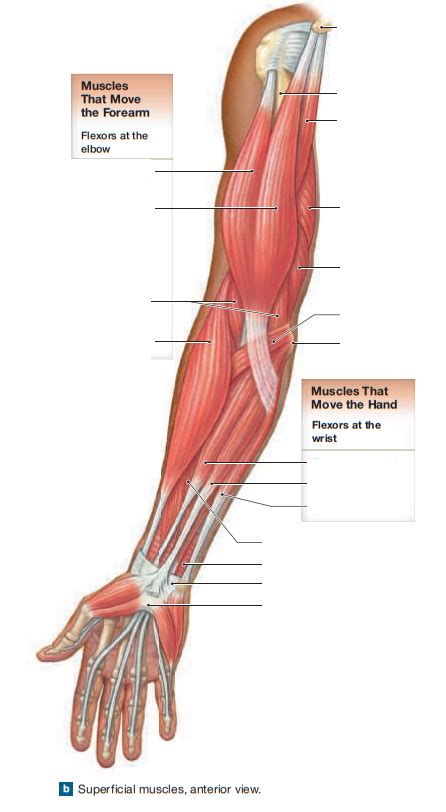 Muscles Of The Arm And Forearm Superficial Anterior View Diagram Quizlet