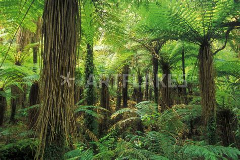 Katote Tree Ferns Westland National Park New Zealand Picture Art