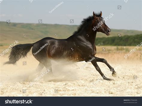 Beautiful Dark Brown Horse Running Gallop Stock Photo