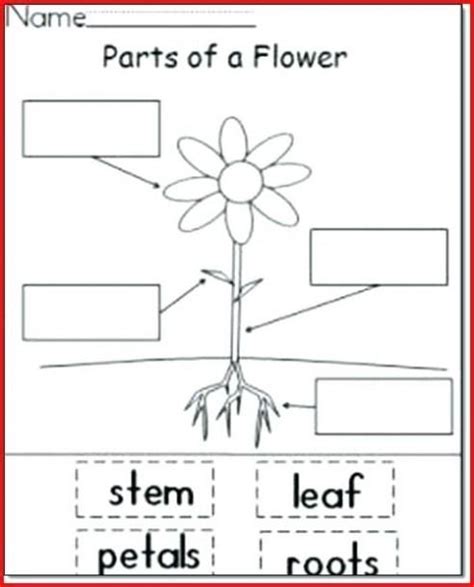Plant Parts Worksheet 1st Grade Parts Of A Flower Kindergarten