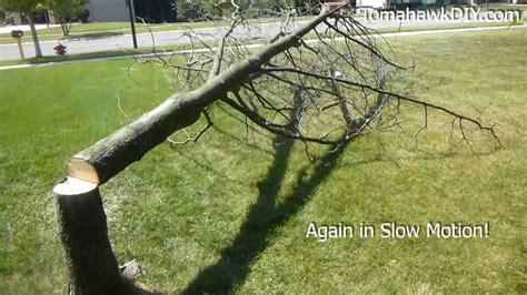 Emerald ash borer invasion has many homeowners contemplating the chainsaw. Cut Down a Tree with a Chainsaw - YouTube
