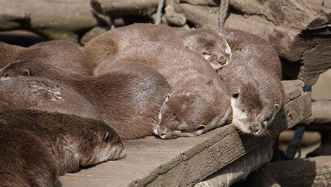 Sunday Morning Cuddle Puddle October 2 2022 River Otter Sea Otter