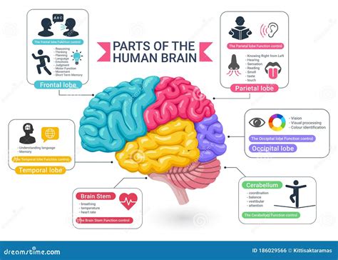 Functional Areas Of The Human Brain Diagram Vector Illustrations Stock