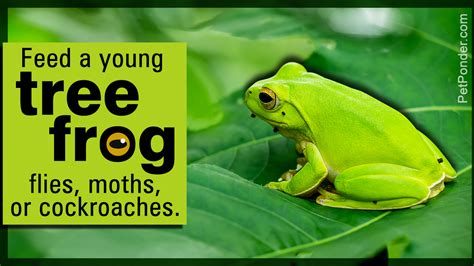 As they grow, they feed on plants and small insects. What Do Tree Frogs Eat - Pet Ponder