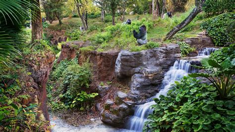Gorilla Falls Exploration Trail Walt Disney World Resort