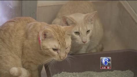 Hoarding Rescue Leads To Cat Overcrowding At Shelter 6abc Philadelphia