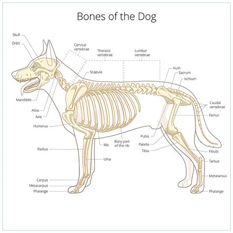 Top 102 Pictures Images Of Dog Skeletons Completed