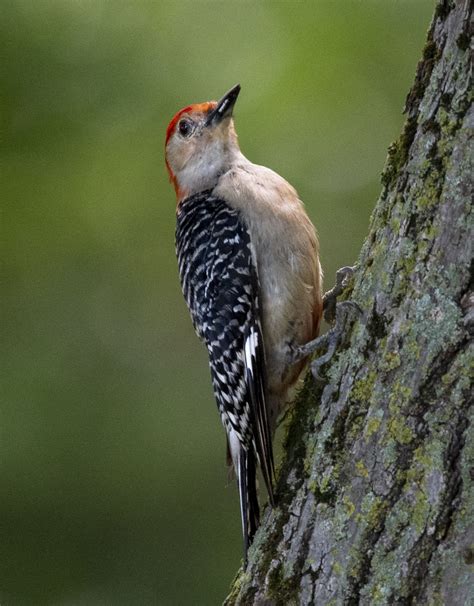 Red Bellied Woodpecker Owen Deutsch Photography