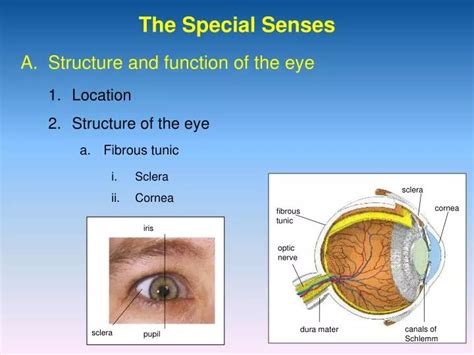 Ppt Special Senses Powerpoint Presentation Free Download Id