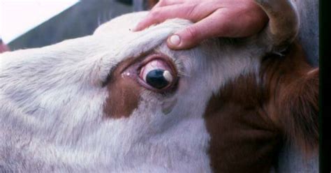 Keep An Eye Out For Tumours In Cattle Vet Talk The Border Mail