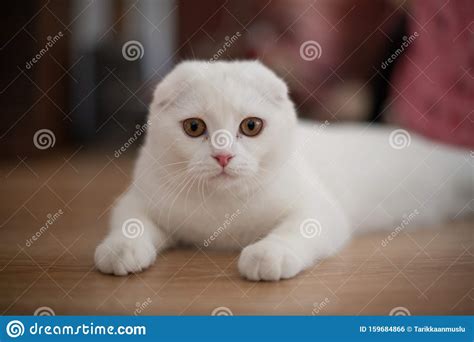 White Scottish Fold Kitten Fluffy Pet Stock Photo Image Of Bred