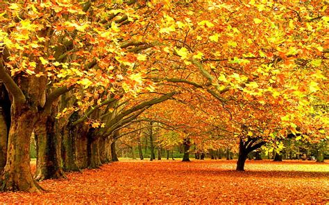 Hd Wallpaper Yellow Leafed Trees Fall Nature Autumn Season Forest