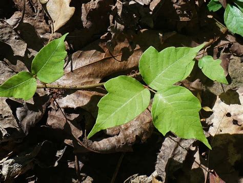 long  poison ivy itch  outdoor federation
