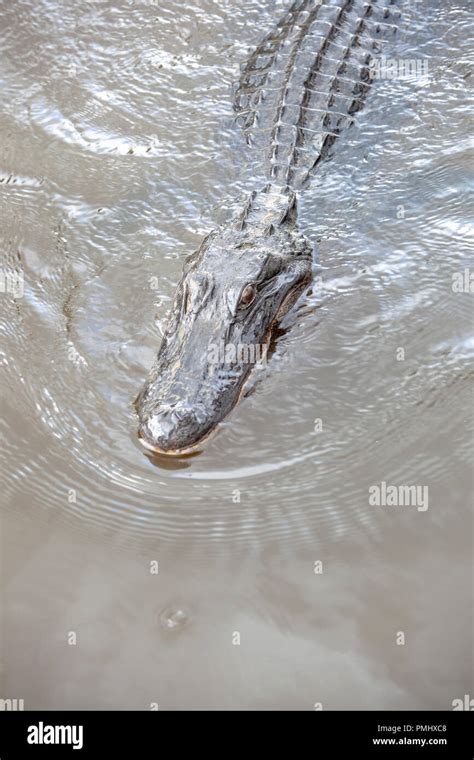 Swamp New Orleans Alligator Hi Res Stock Photography And Images Alamy