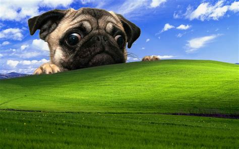 Windows Xp Pug Dog Wallpapers Hd Desktop And Mobile
