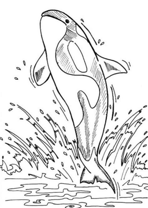 Explore 623989 free printable coloring pages for your kids and adults. 20+ Free Printable Whale Coloring Pages - EverFreeColoring.com