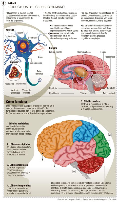Estructura Del Cerebro Humano Brain Anatomy Human Anatomy And