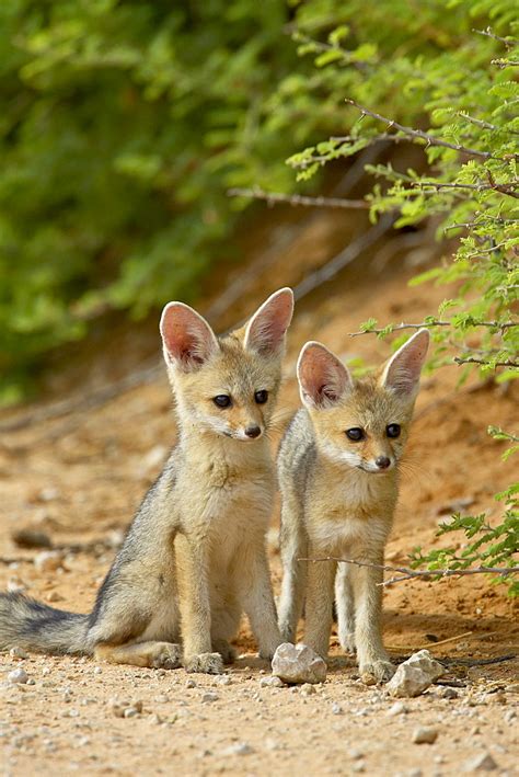Two Cape Fox Vulpes Chama Kits Kgalagadi Transfrontier Park