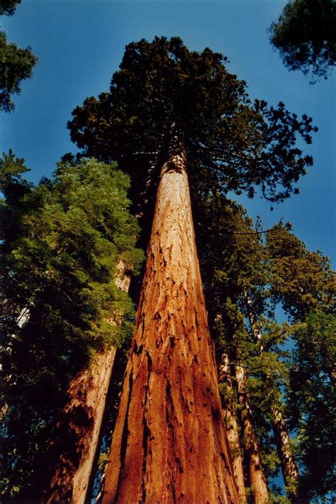usa california yosemite giant sequoia tree giant