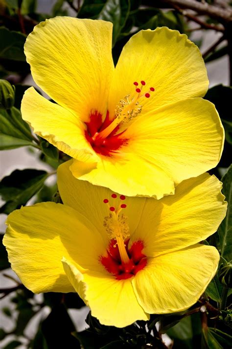 Hawaiian Yellow Hibiscus Plant Cutting Cutting 3 To 6 Inches