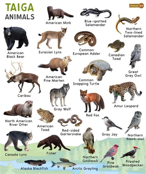 Taiga Animals List And Fact With Pictures