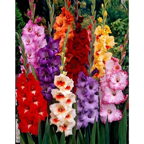 Bulbs are a unique mechanism that protects the plant in harsh conditions. Bloomsz Tropical Gladiolus Bulbs Mixture (50-Pack)-06025 ...