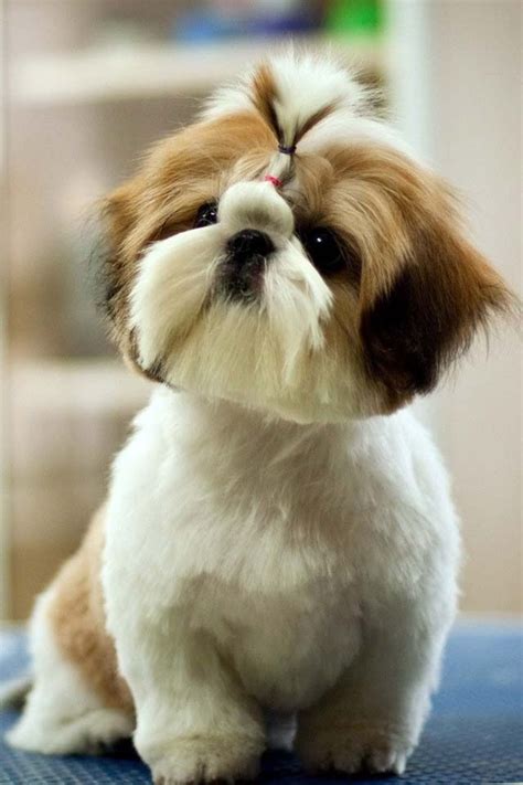 250 Best Grooming Shih Tzu And Havanes Images On Pinterest Doggies
